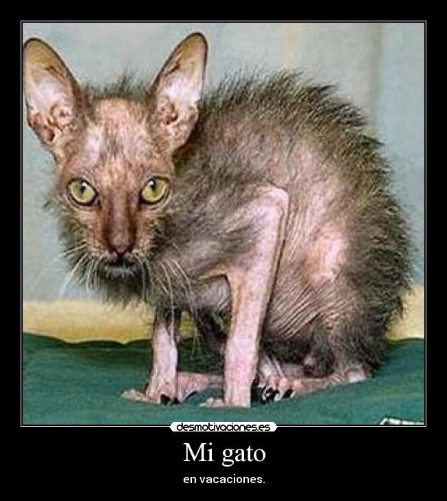 Mi gato | Desmotivaciones