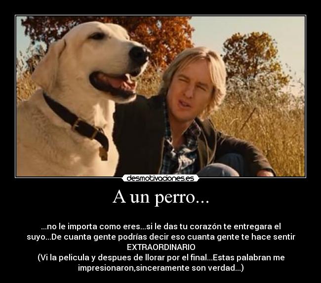 A un perro... | Desmotivaciones