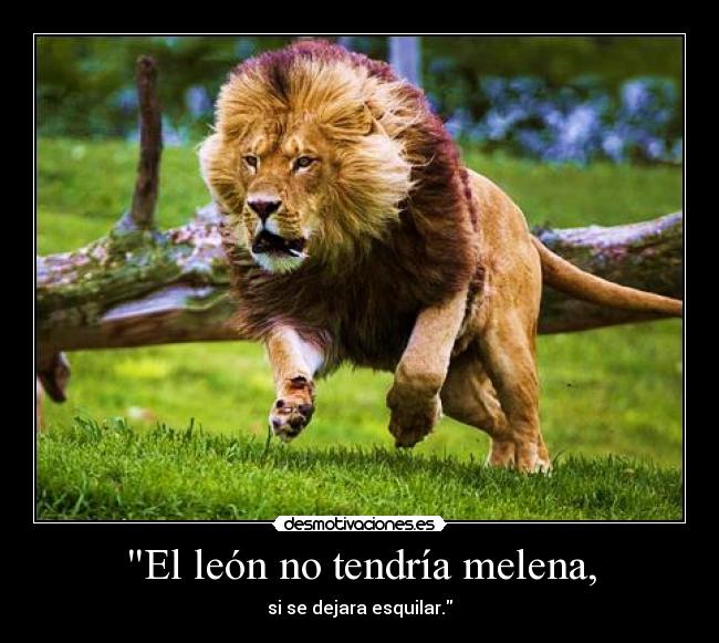 que es la melena del leon que es la melena del leon