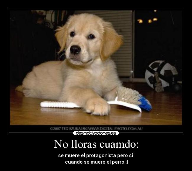 QUE PASA CUANDO MUERE UN PERRO_2