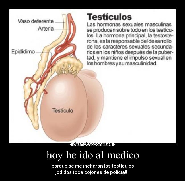 Porque se me sube un testiculo Porque se me sube un testiculo