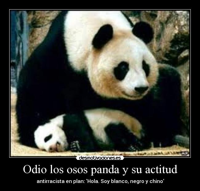 Odio los osos panda y su actitud  Desmotivaciones