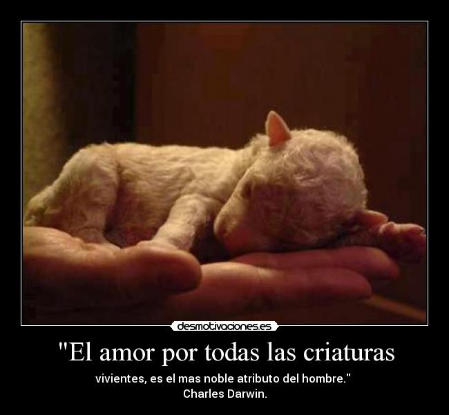 Imagenes De Animales Domesticos Salvajes Tiernos Y Bonitos Frases Sobre Perros Inicio Facebook