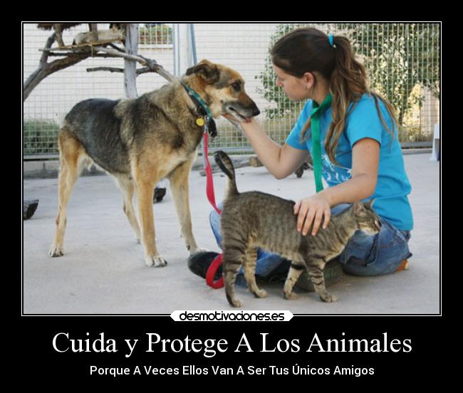 ¡Protege Tu Economía!  Reclamación Por Accidente Con Animales Salvajes/Domésticos. - bp1sav8