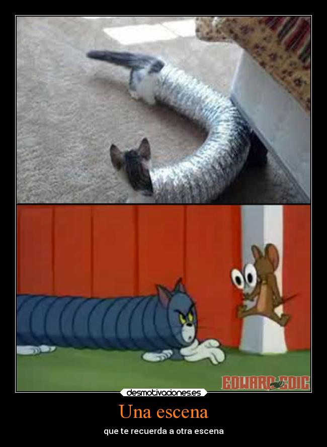 Imágenes De Gato Tom Meme Escopeta