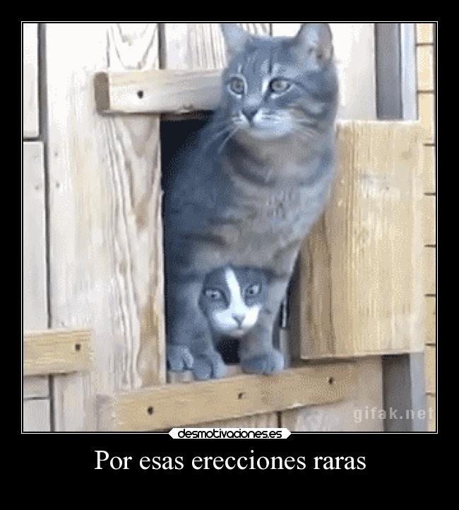 gato erección gato erección