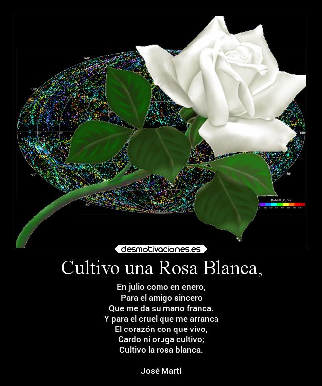 Cultivo una Rosa Blanca, | Desmotivaciones